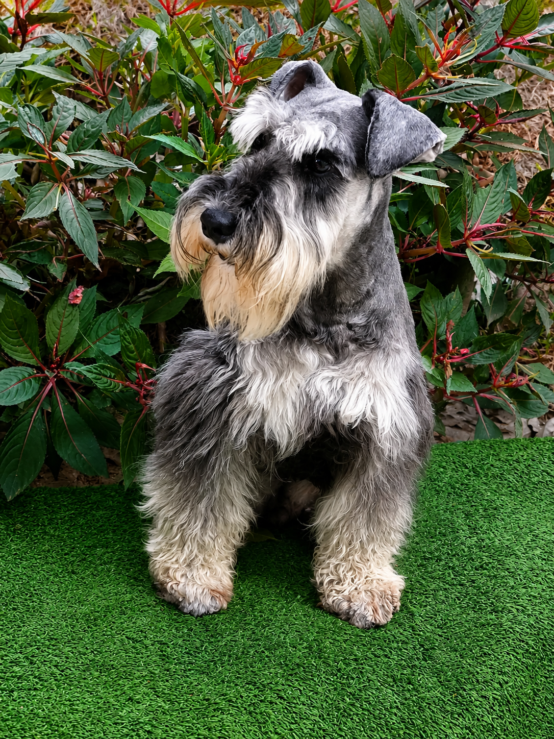 Schnauzer Miniatura adulto